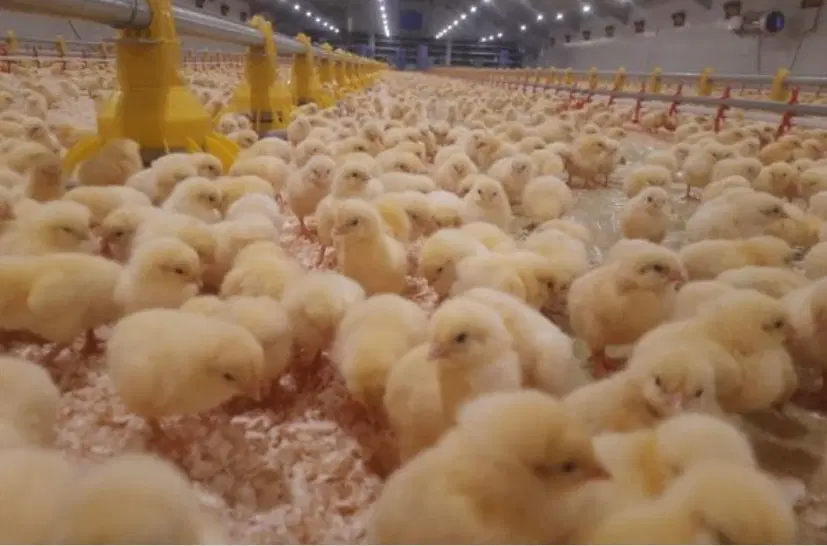 امتیاز دام و طیور ۴۰۰۰۰ تایی با امتیز چاه عمیق