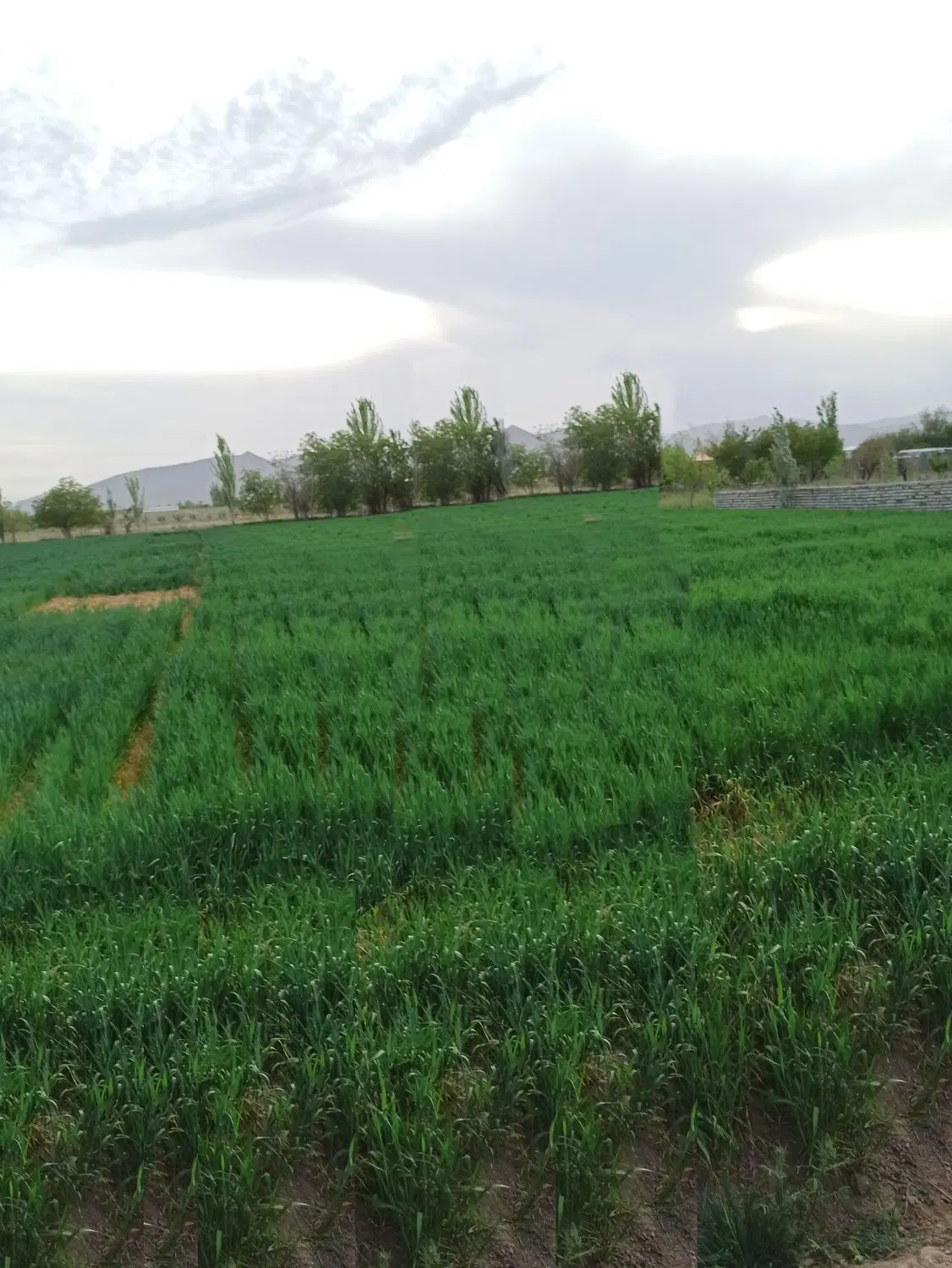 زمین کشاورزی