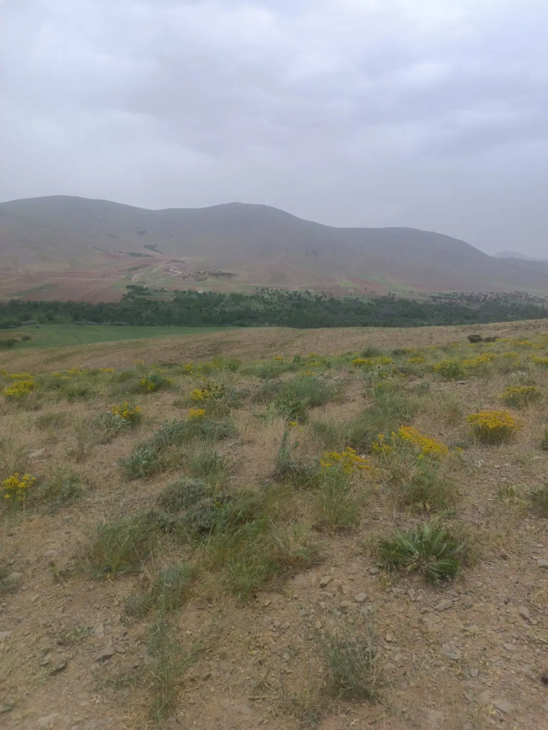 یک قطعه زمین کشاورزی در روستا