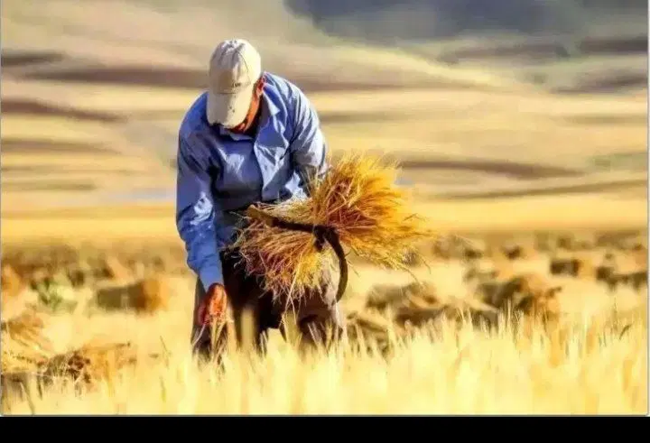 اجاره زمین دیم