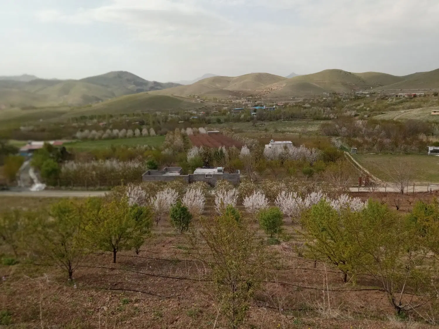 زمین کشاورزی قلیان