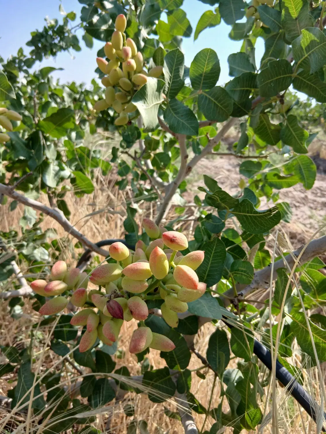 باغ پسته پر بار ۱۳ ساله ورامین ۱۴ هکتار