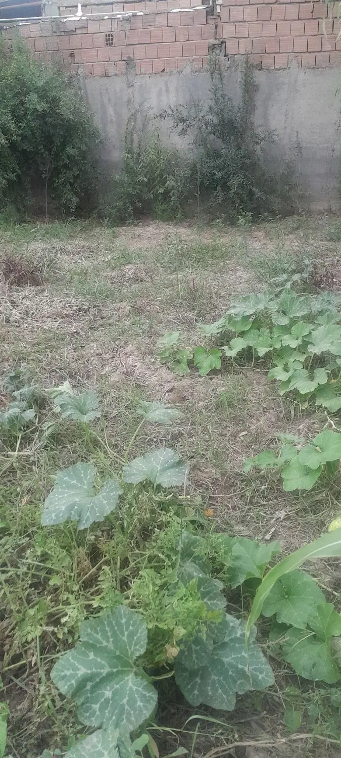 فروش زمین مسکونی به صورت شرایطی ومعاوضه باماشین