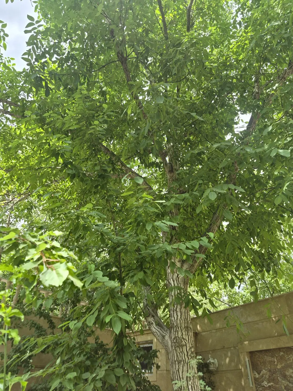 باغچه در اسکو باسندو مجوز وآب موتور در اسکو