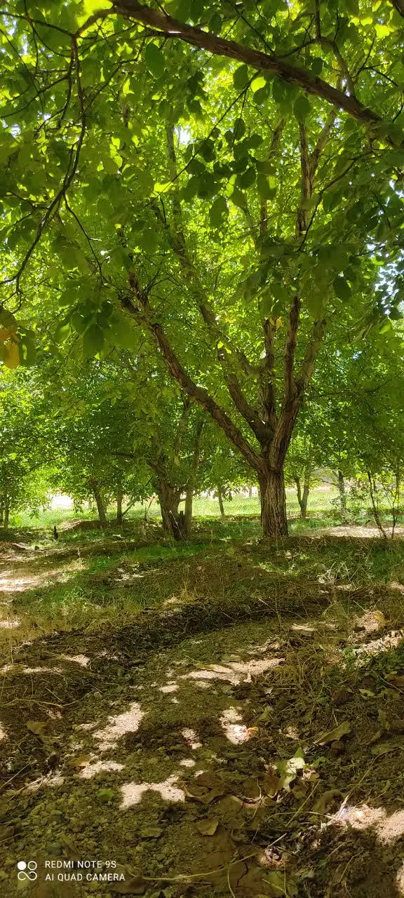 باغ گردو ۱۰۰۰ متری دنج و با صفا کنار چشمه