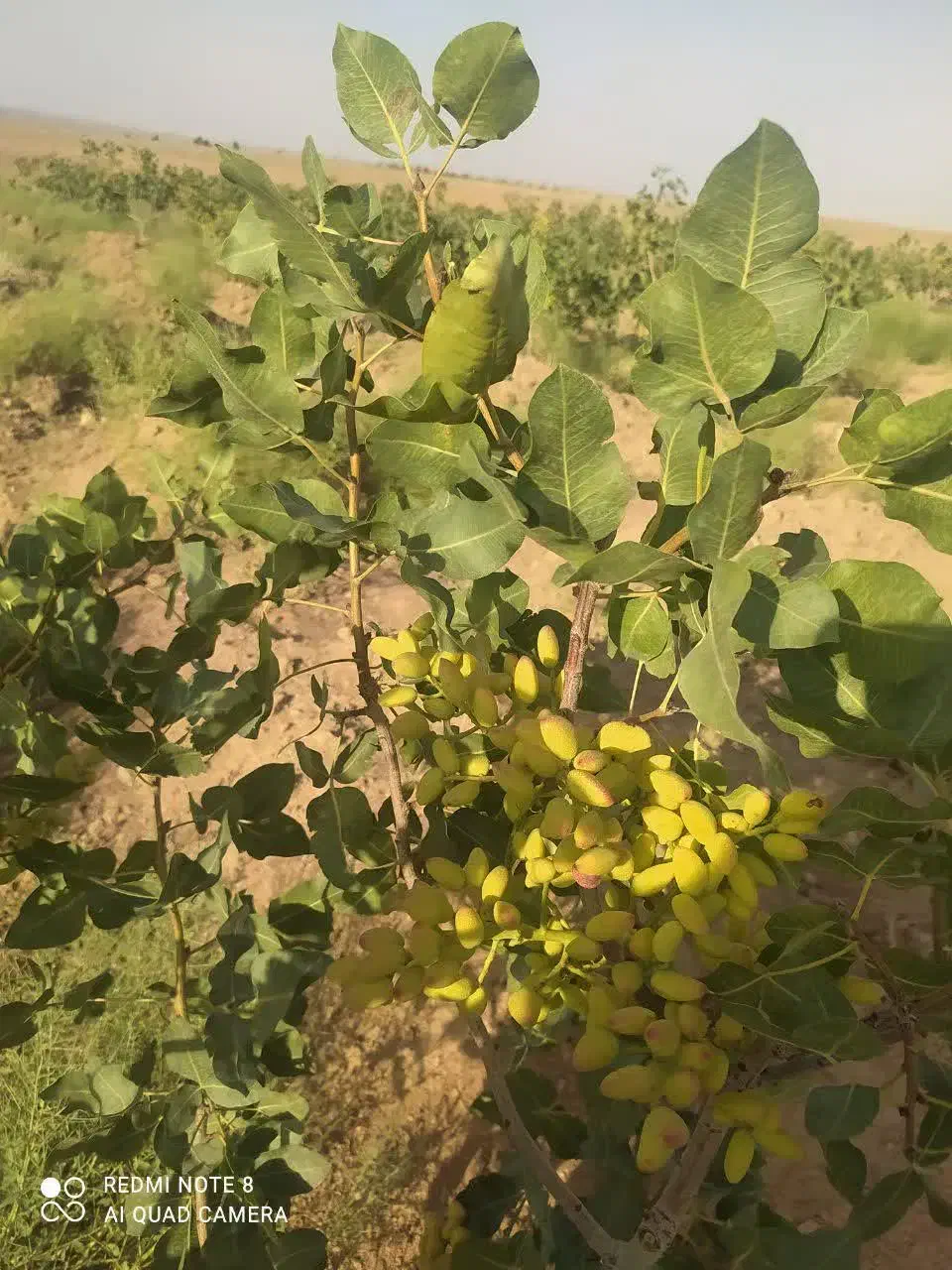 فروش باغ پسته یک هکتار (فاصله یک ساعته تهران)