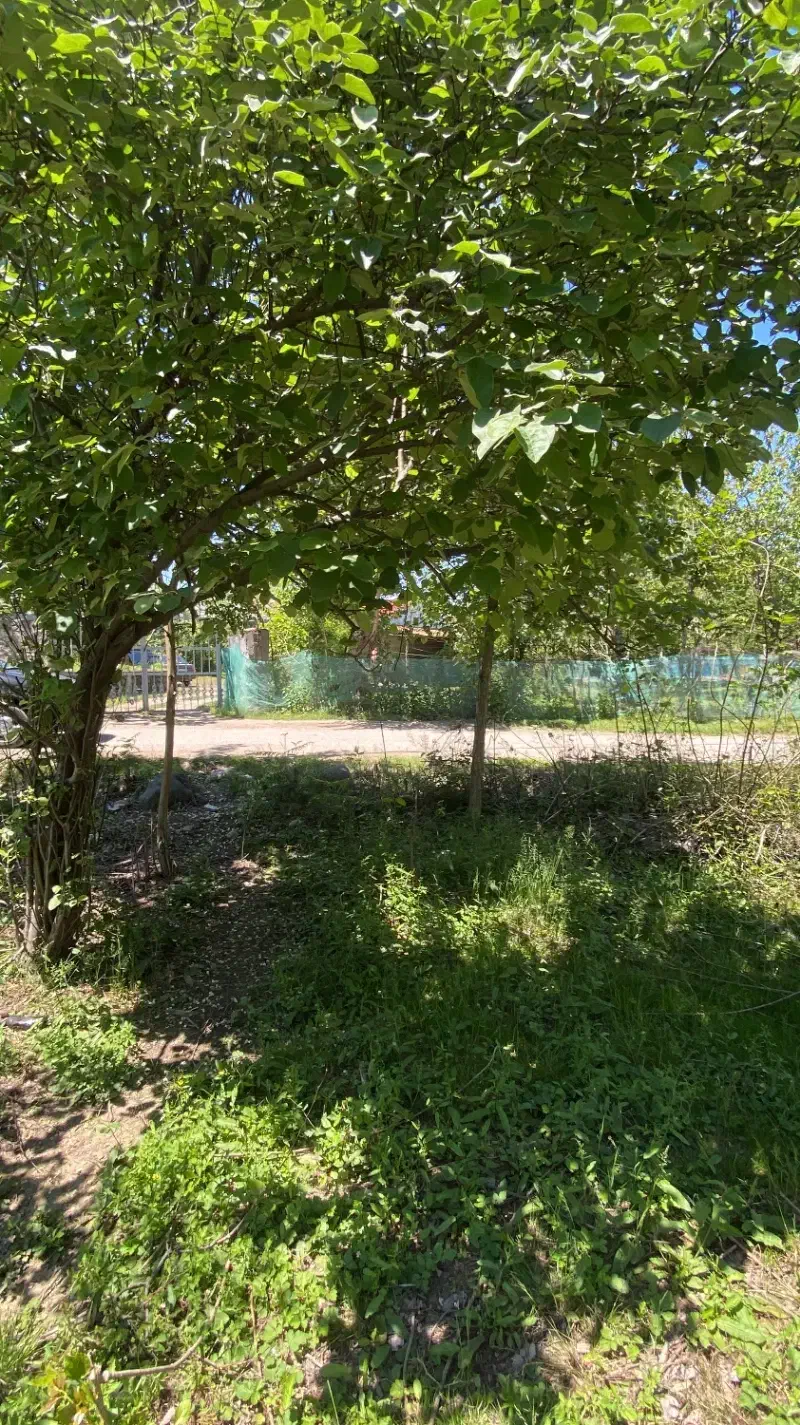 زمین مسکونی ساحلی