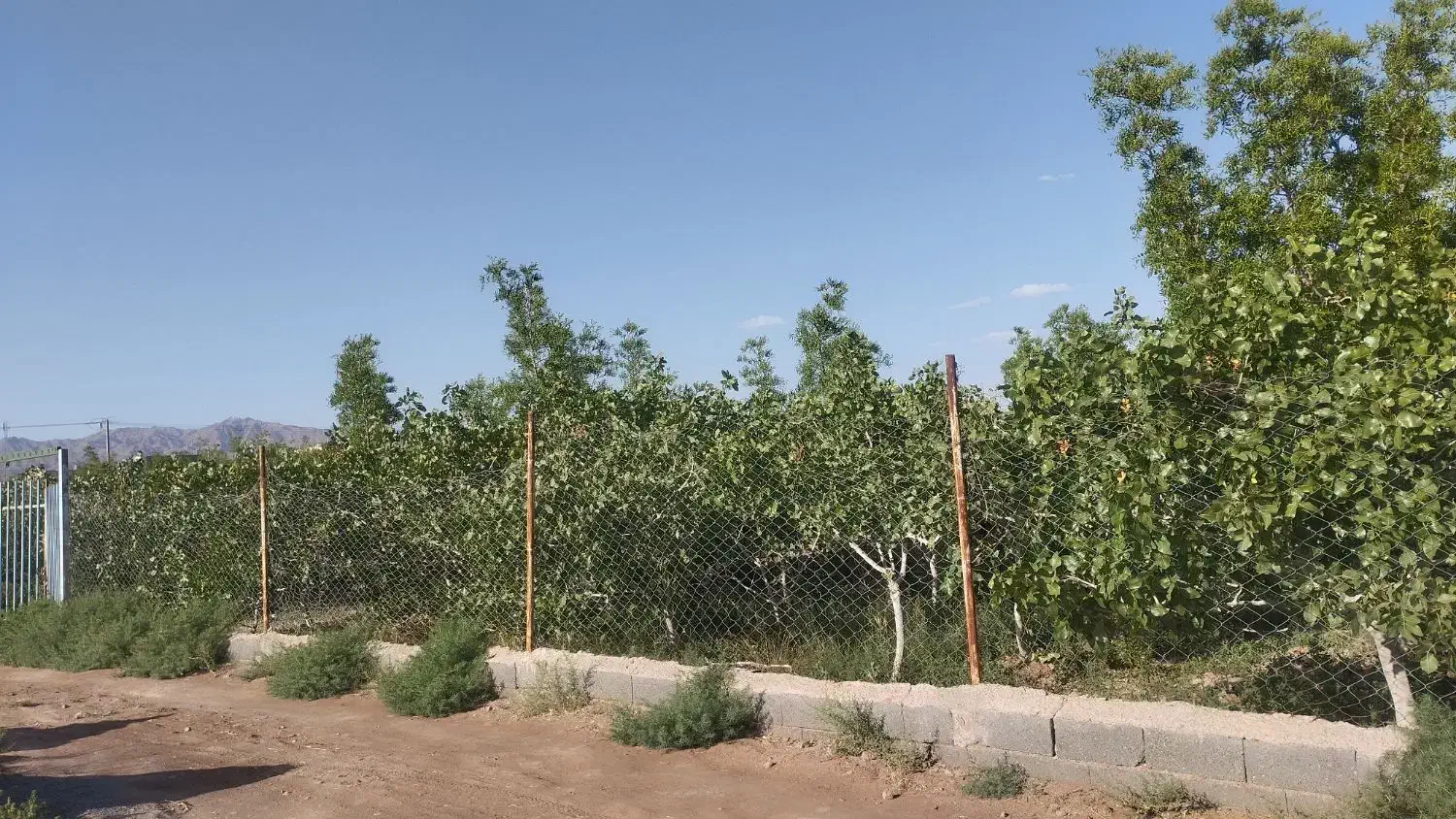 فروش باغ در حاجی آباد
