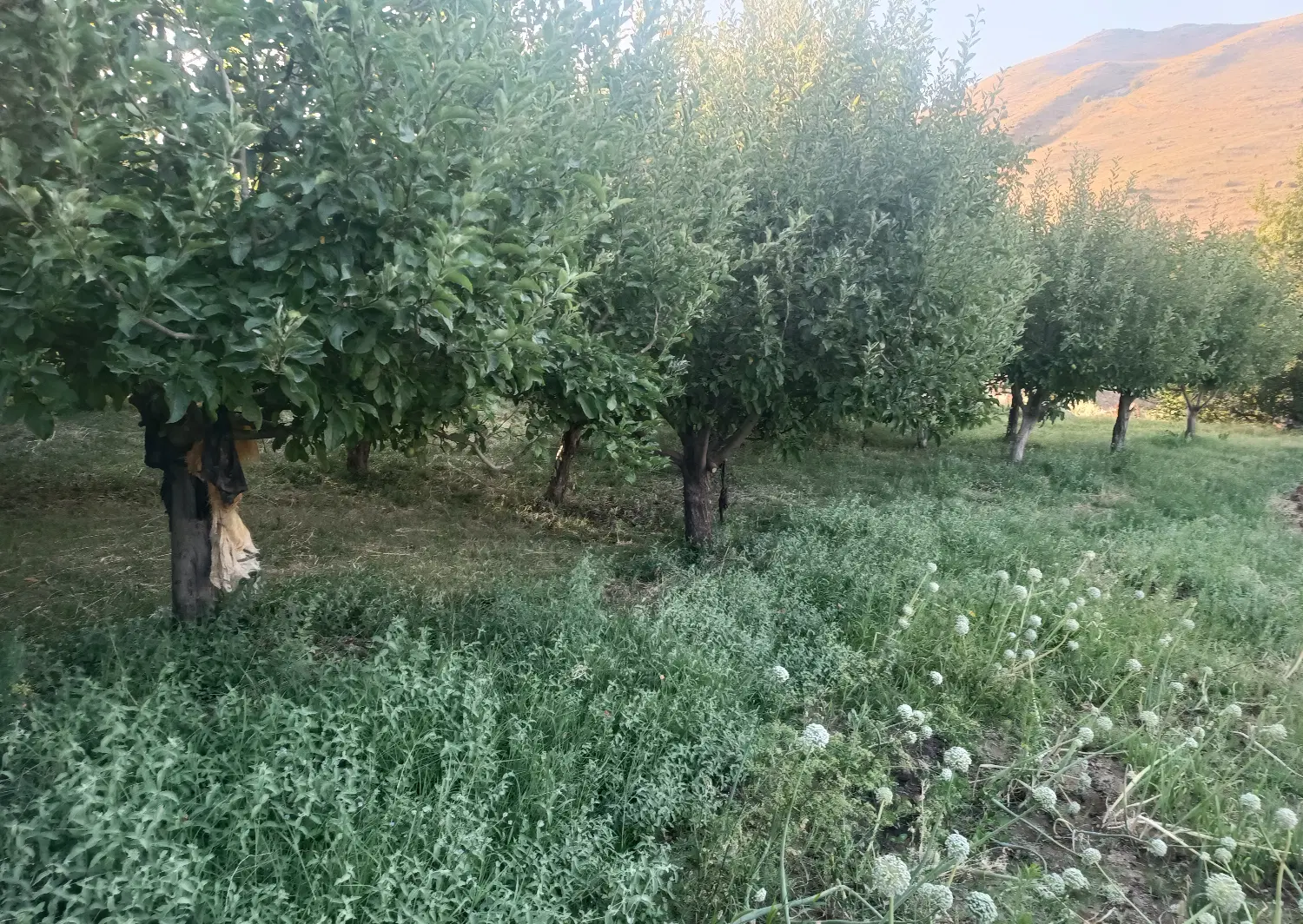 فروش زمین کشاورزی