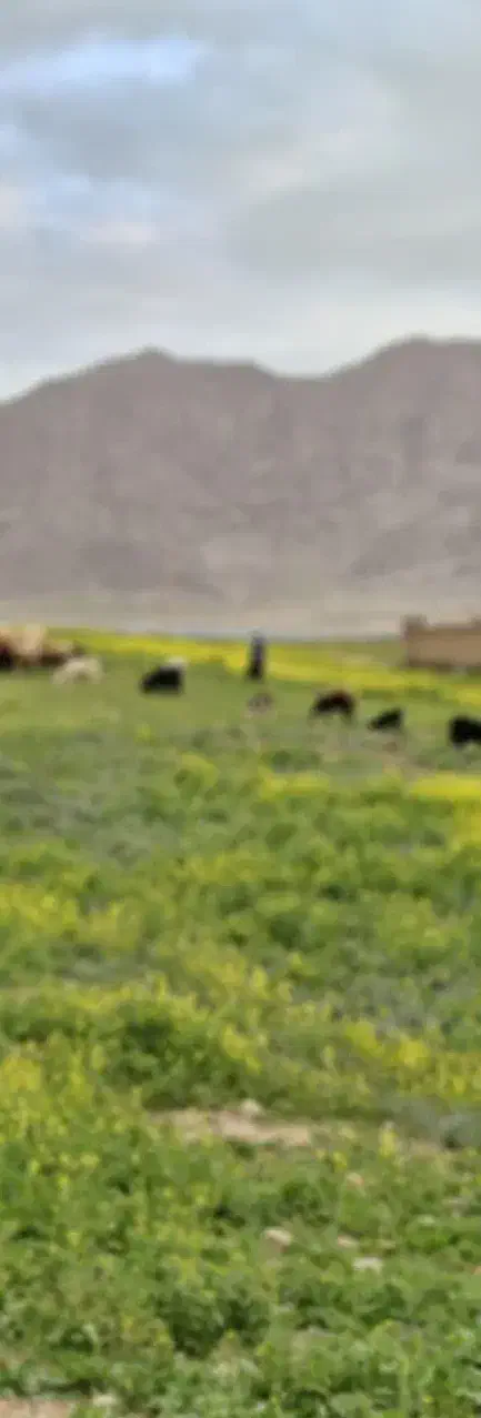 فروش زمین