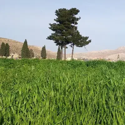 1500 متر باغ گروه یک