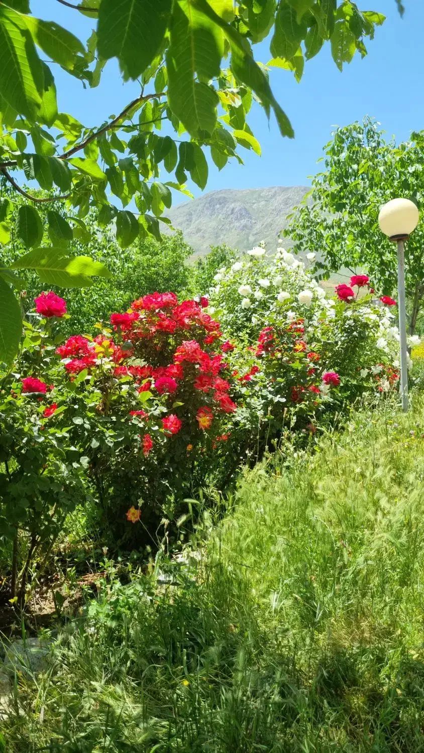 اجاره سویت ، باغ ، ویلا