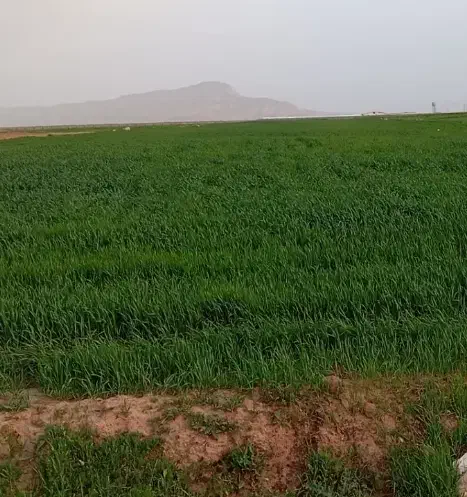 زمین کشاورزی و ساختمانی