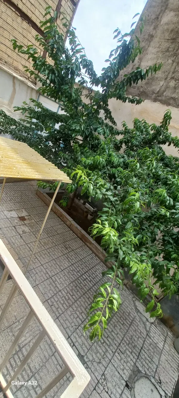 حیاط نیمه گلنگی