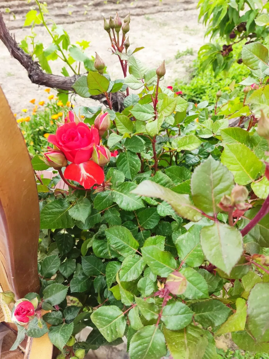 یک قطعه باغ ایگدیر