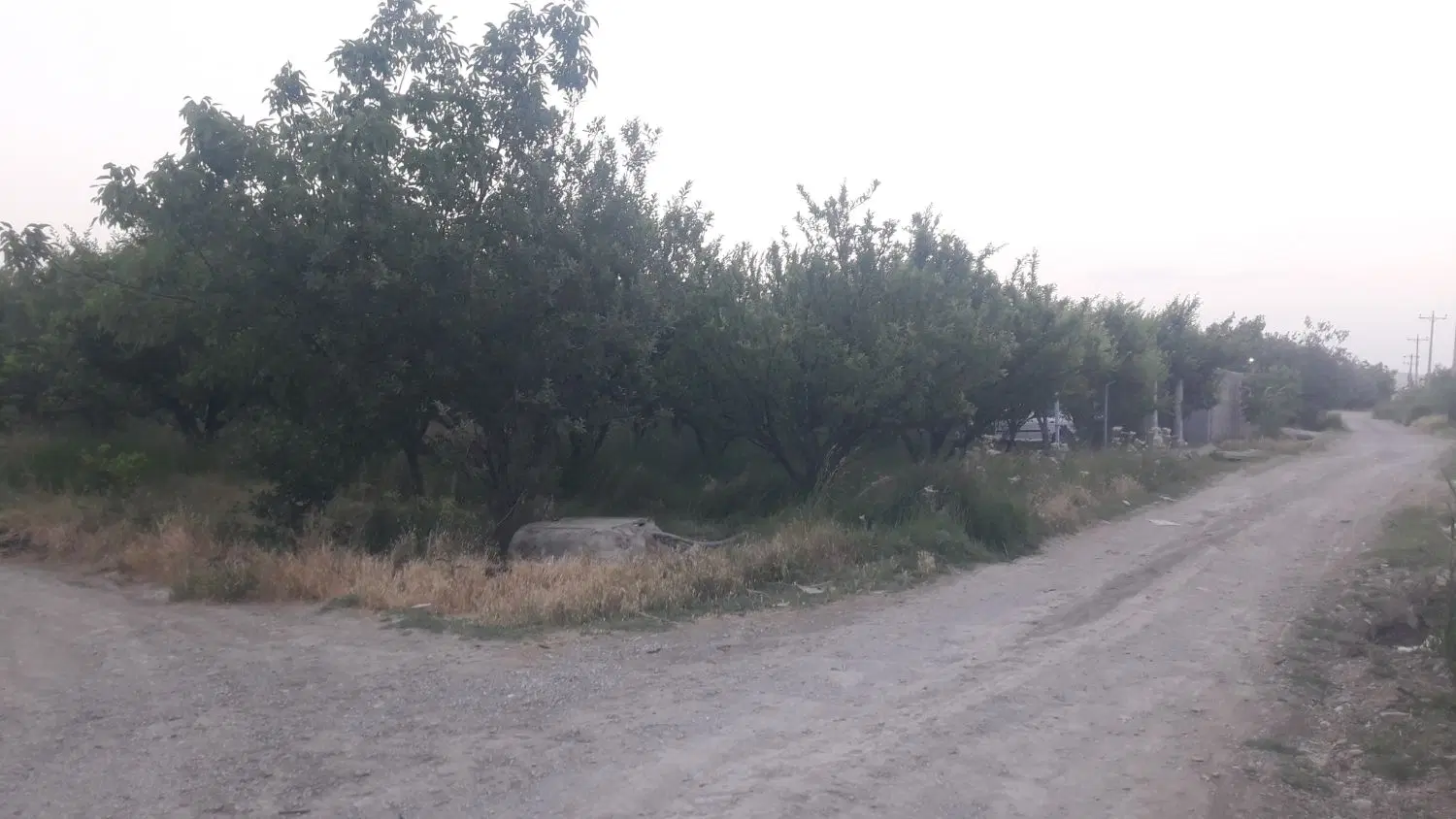 باغ جاده شهید کلانتری روستای شیخ تیمو