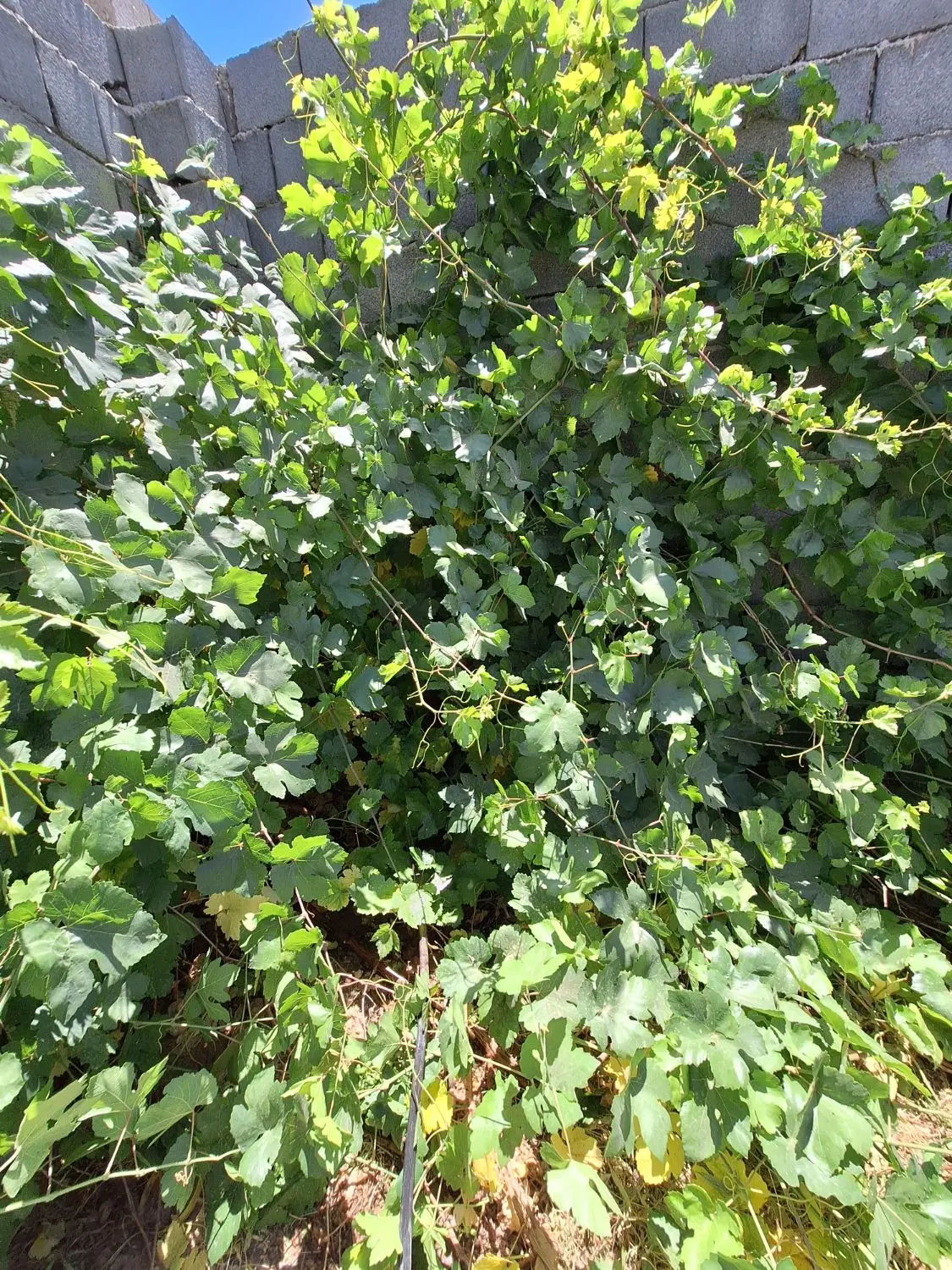 فروش زمین