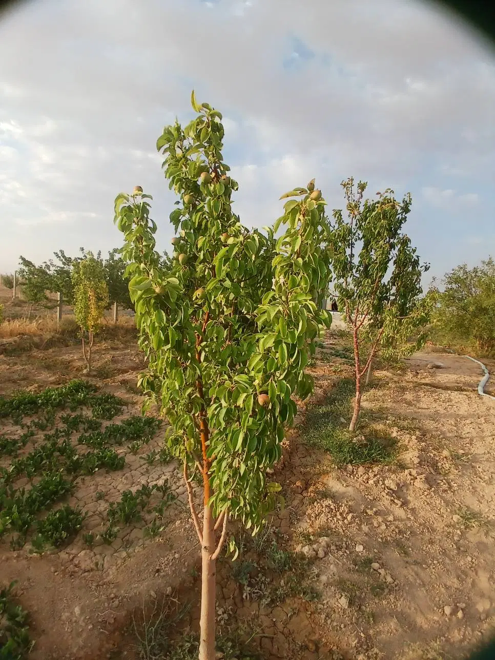 زمین باغی