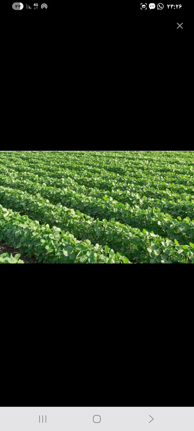 زمین کشاورزی بارانی روستای مختار
