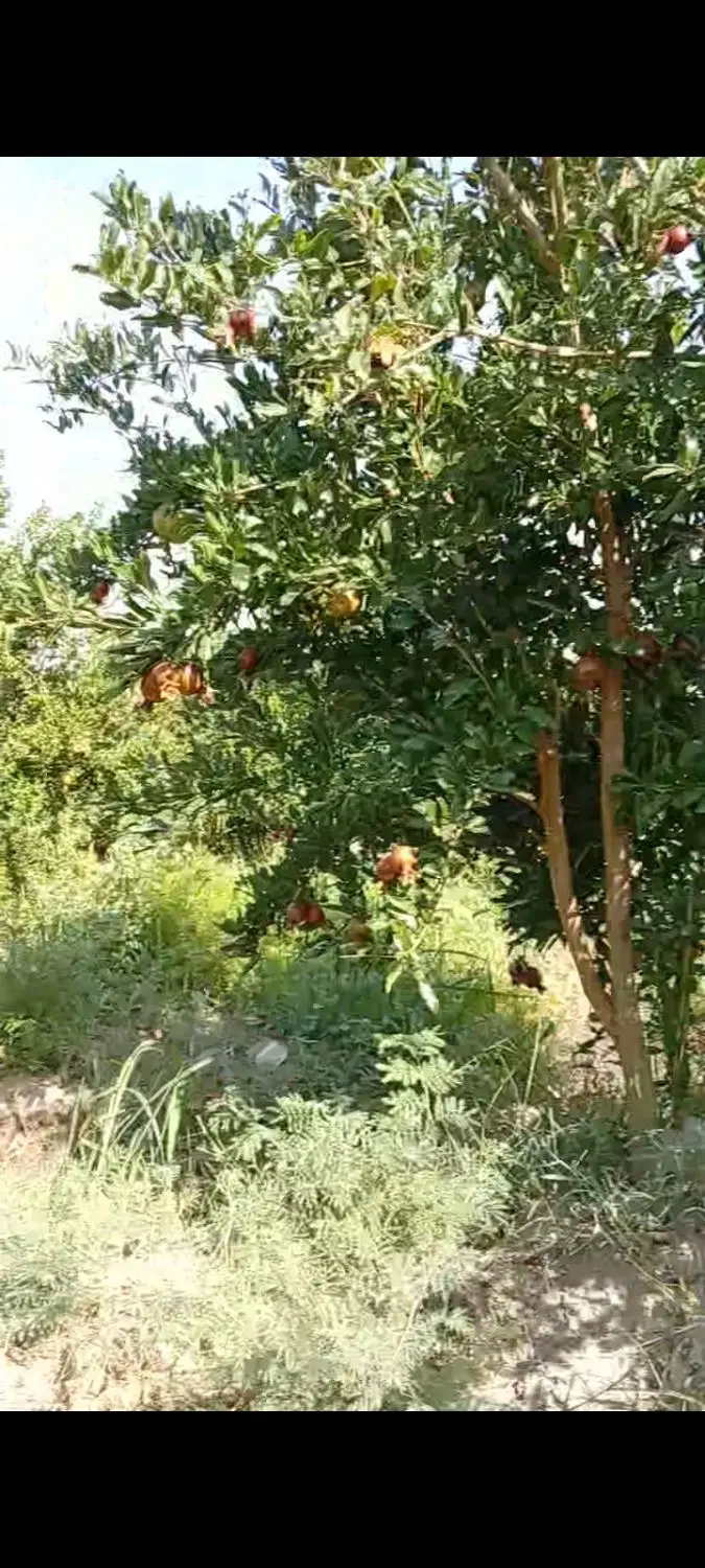 باغ انار