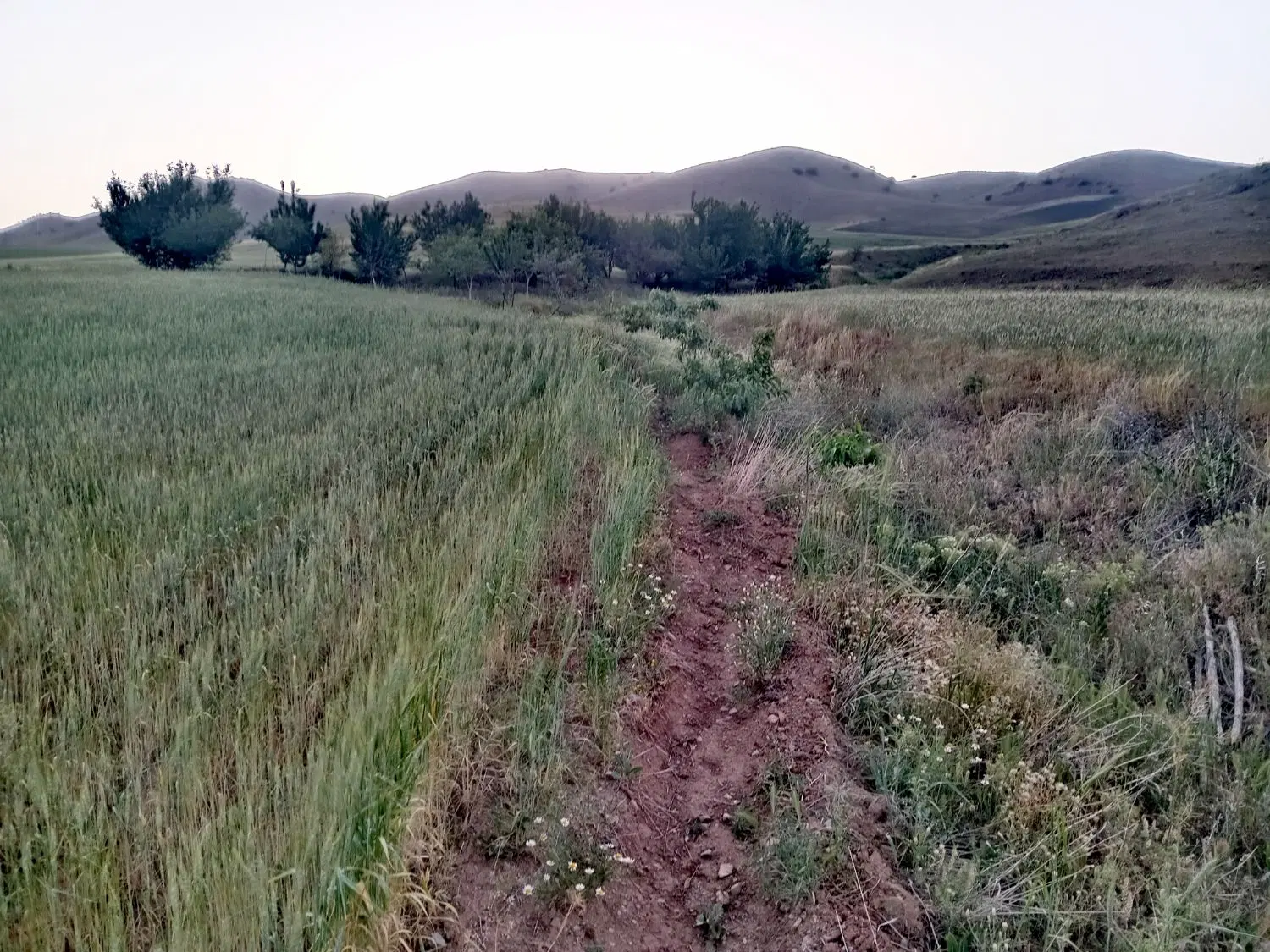 زمین کشاورزی