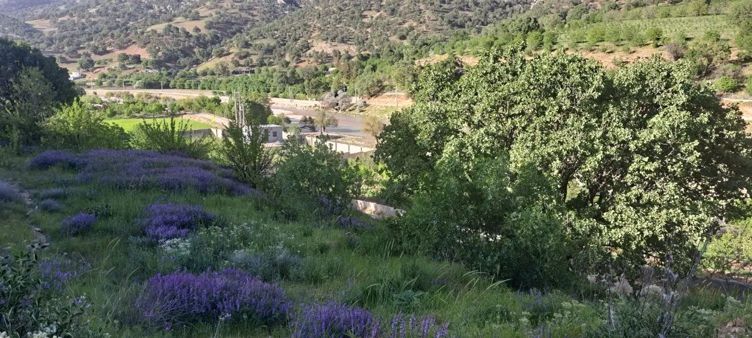 ۱۸۰۸ متر زمین باغ قلات سند تک برگ