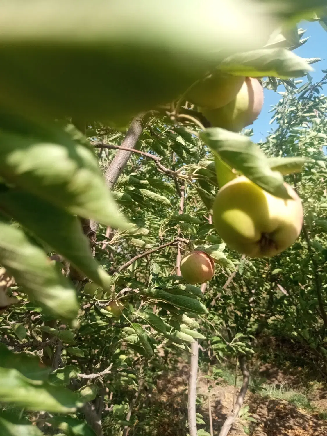 باغ میوه واقعا بهشت با آب و برق
