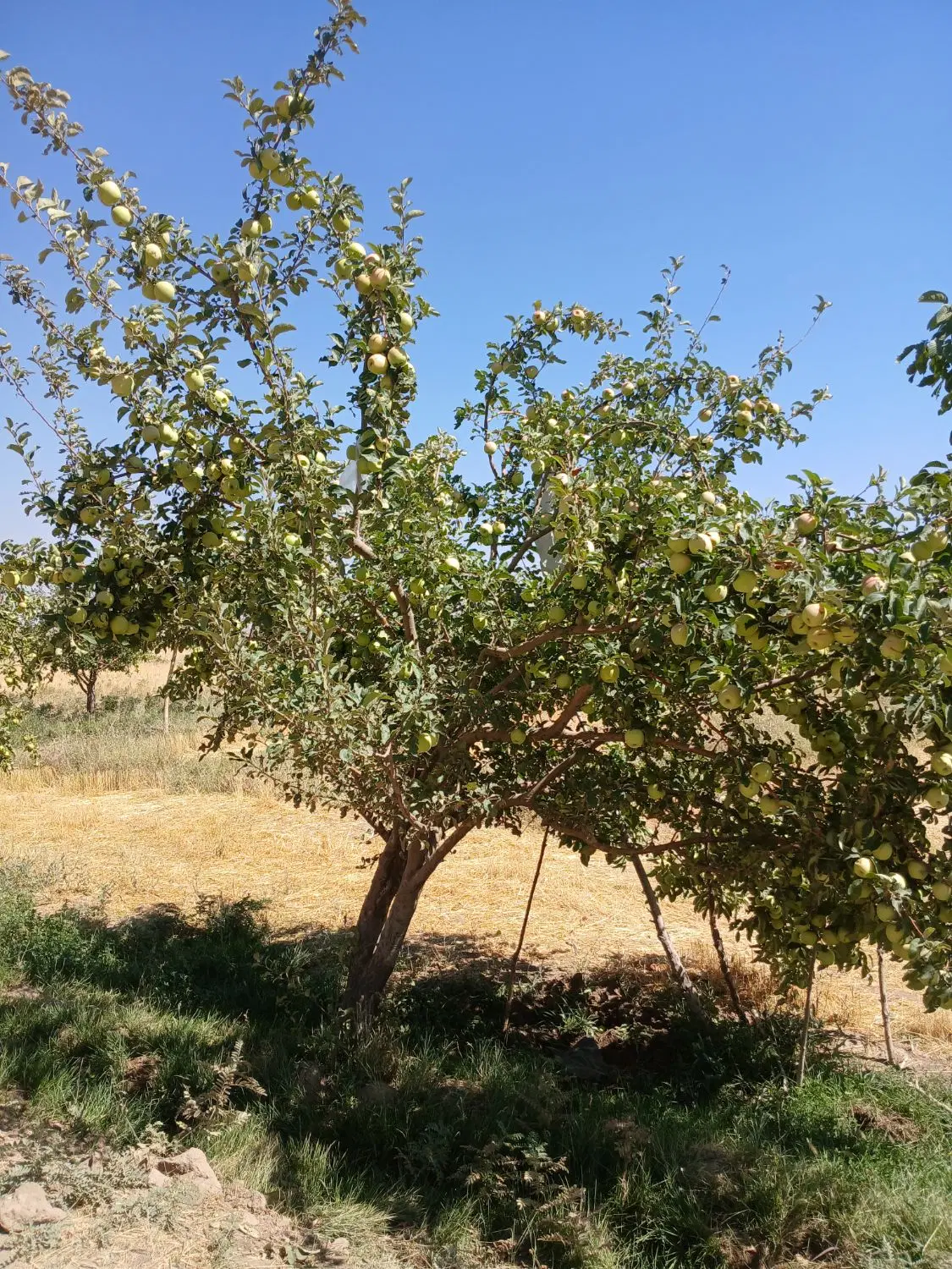 فروش چاه وزمین کشاورزی  باغ انگور درخت گردو