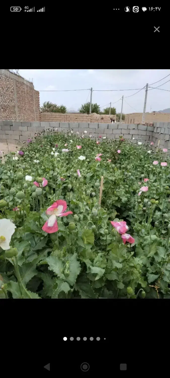 زمین فروشی ناصر اباد خاش