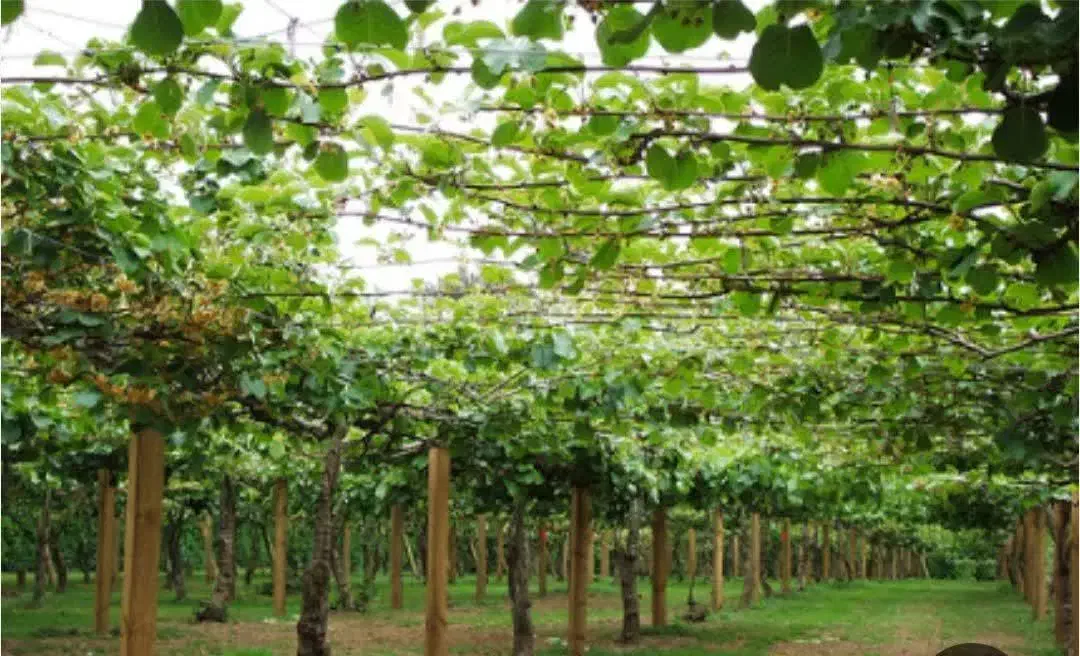 فروش باغ کیوی