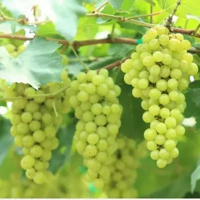 هزارمتر باغ انگور
