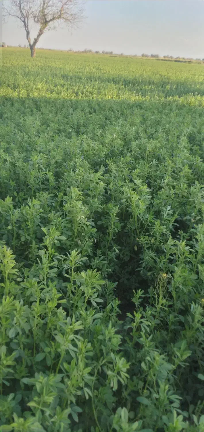 اجاره یونجه علوفه ای