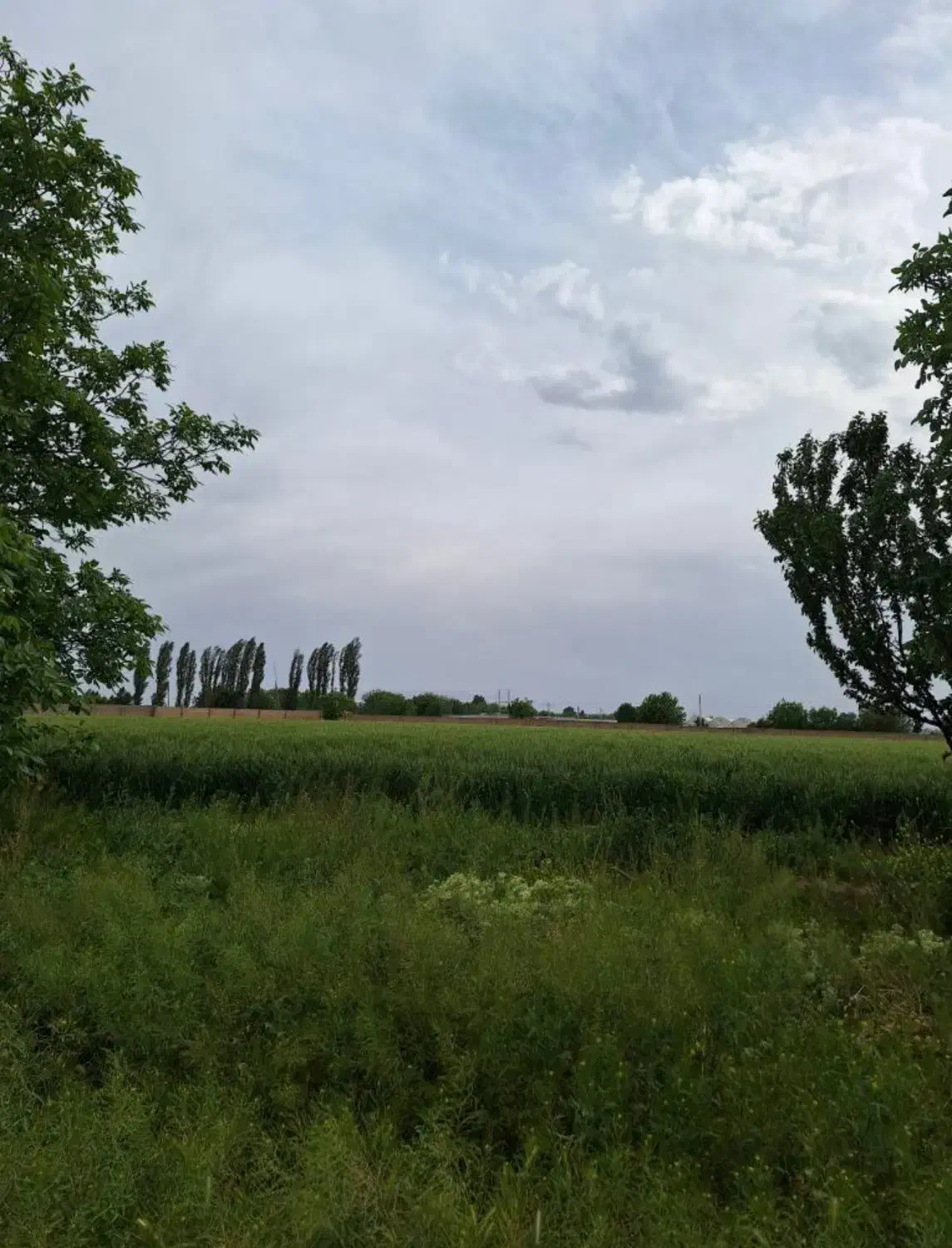 زمین زراعی حدود ۷ هکتار دور تا دور دیوار کشی