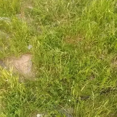 زمین مسکونی ۲۵۹متر