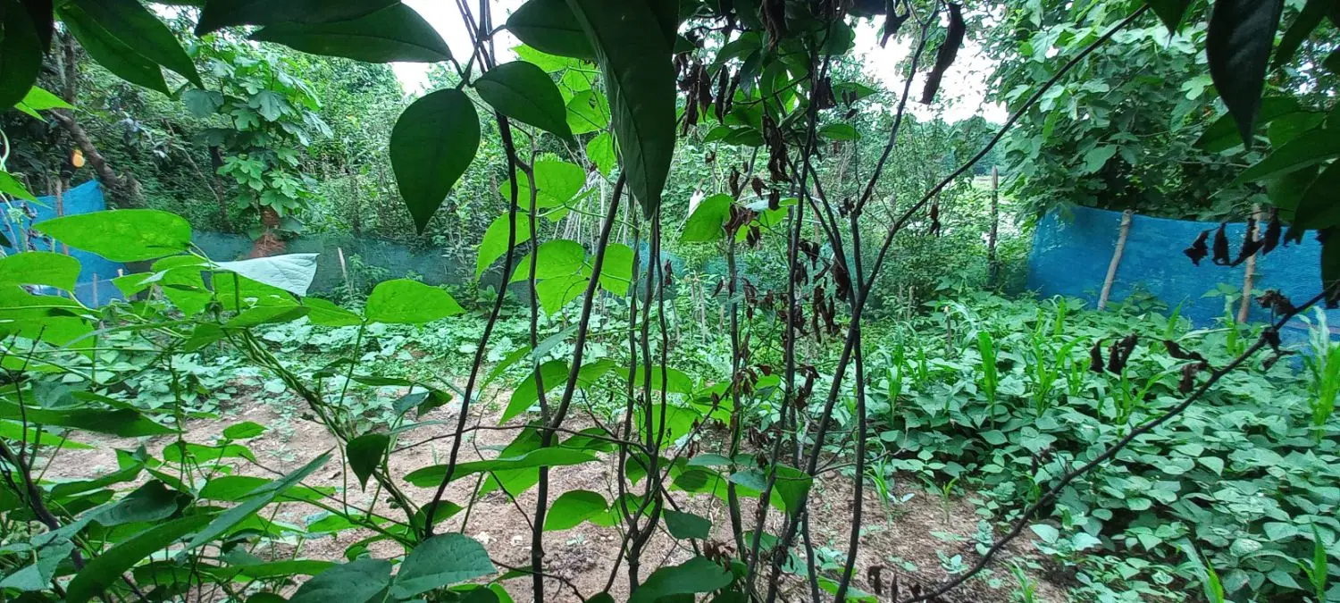 بنای قدیمی قابل سکونت   ۱۵۰۰ متری