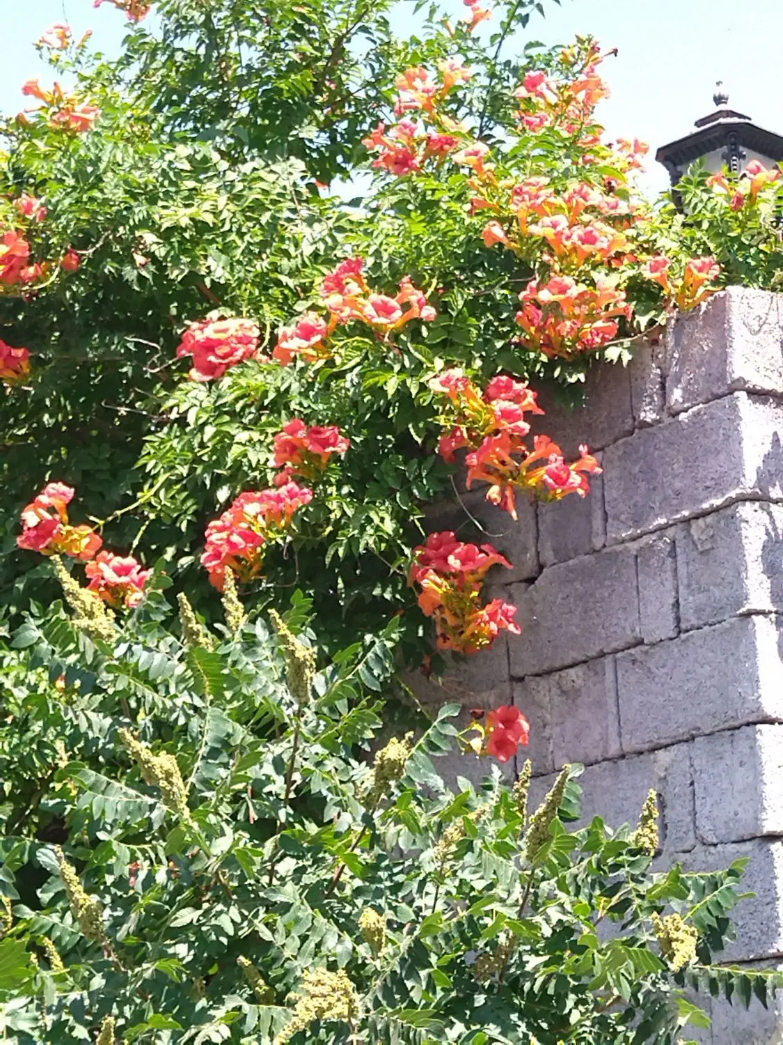 باغ طسمالو