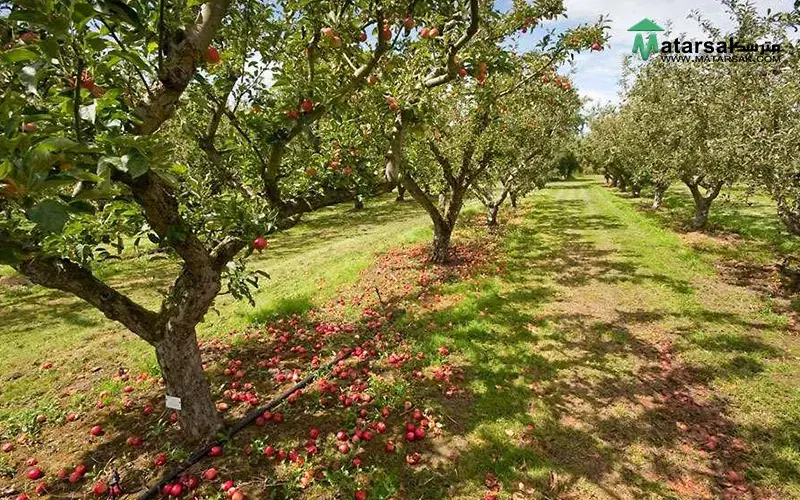 فروش باغ شهری در بهترین موقعیت مکانی چمران
