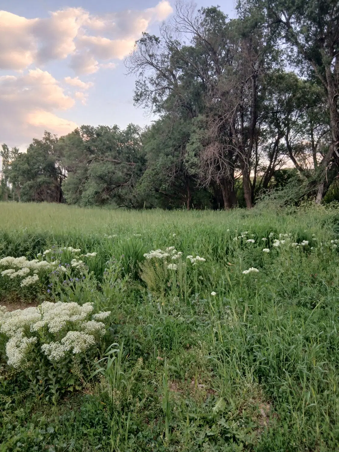 ۱۱۰۰ متر زمین دونبش در برده سور صاحب