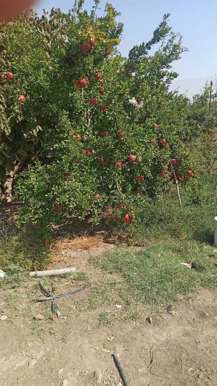 ۵هزارمتر باغ اناربا سندتکبرگ و سهمیه آب درشهر ساوه