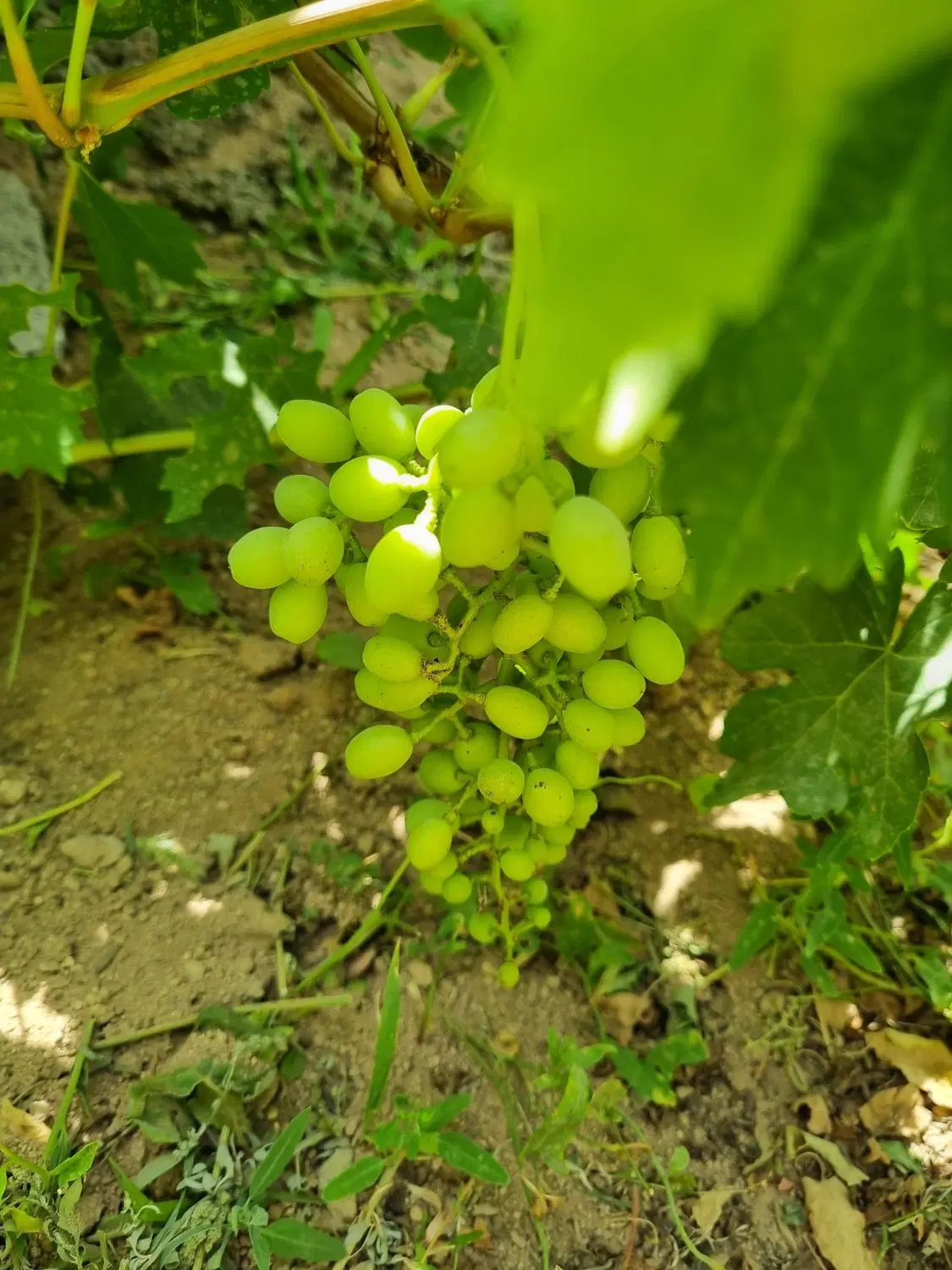 باغ میوه _ سرو ارنان _ مناسب سرمایه گذاری