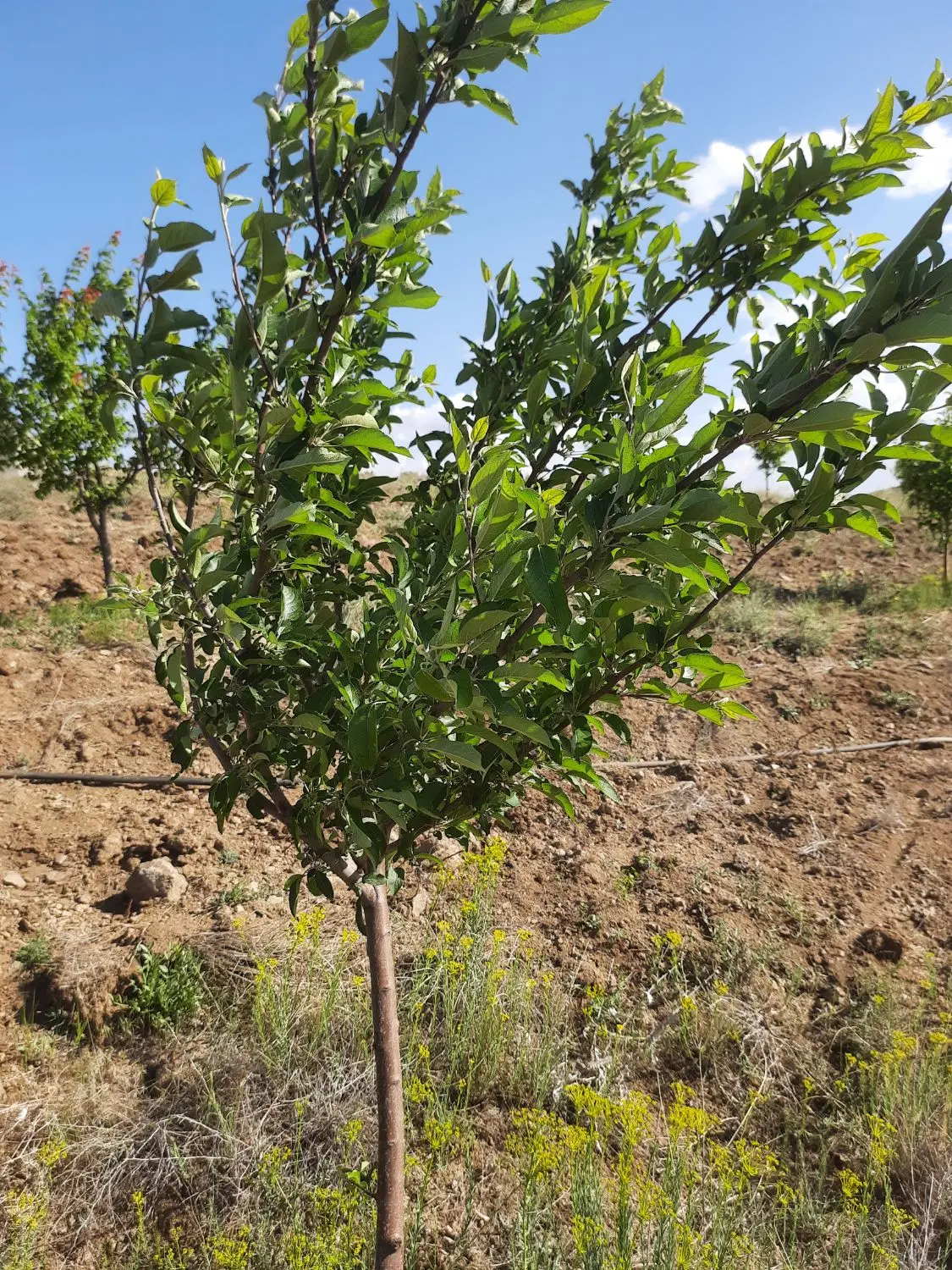 زمین باغ در اراضی روستای گردشگری همایون