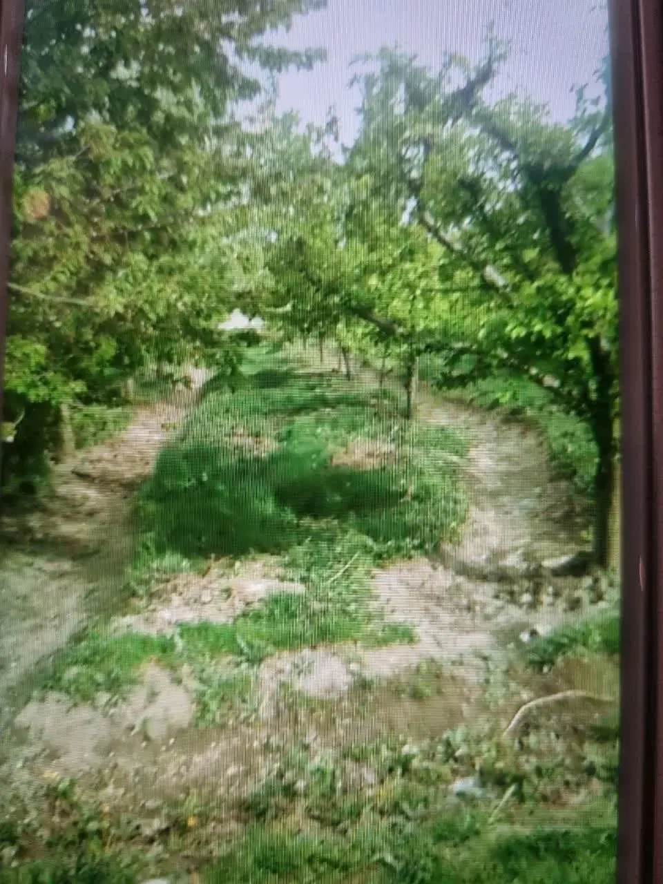 باغ ۵۰۰ متری