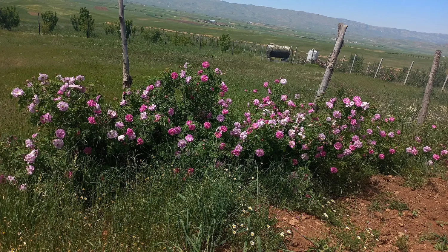 باغ وزمین کشاورزی باغی