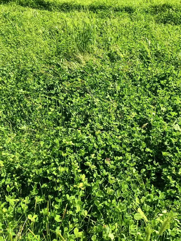 زمین کشاورزی محدوده شهرلردگان