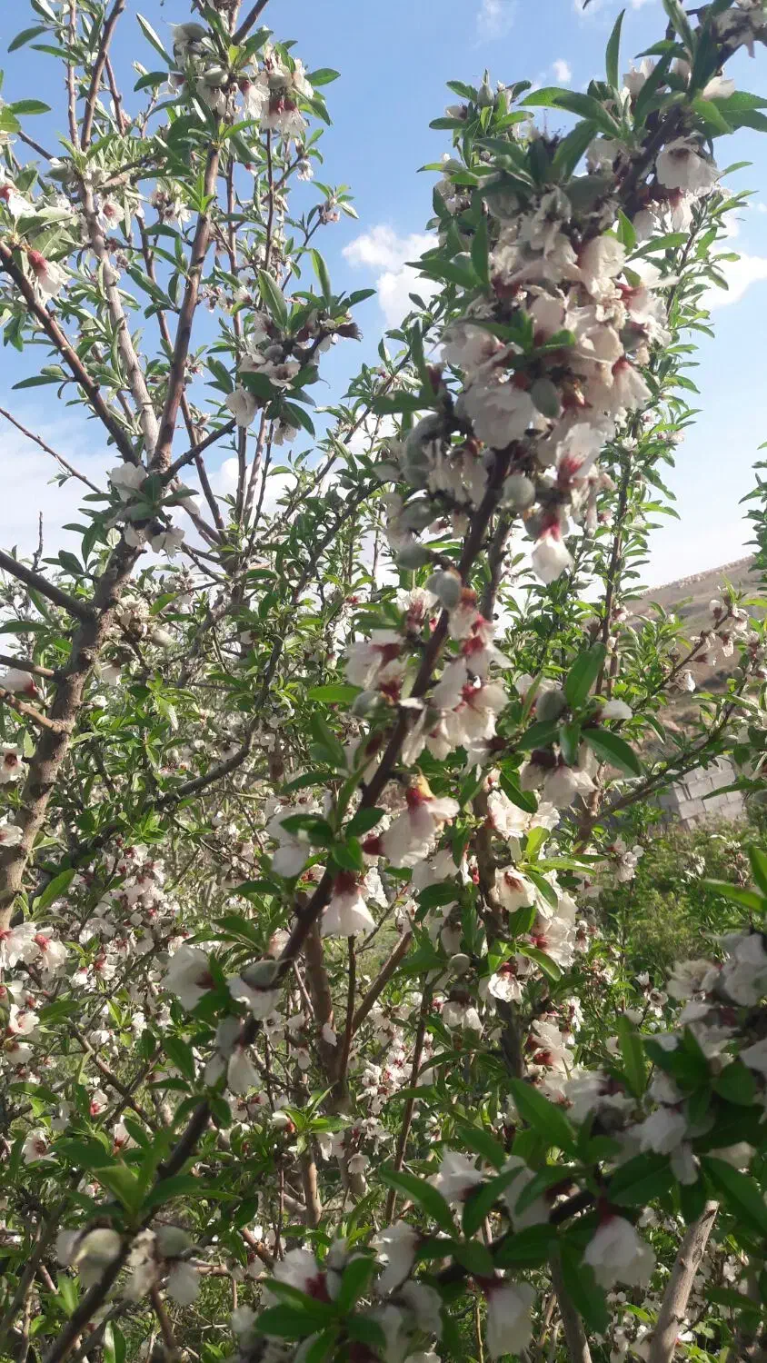 ده من باغ در غله زار