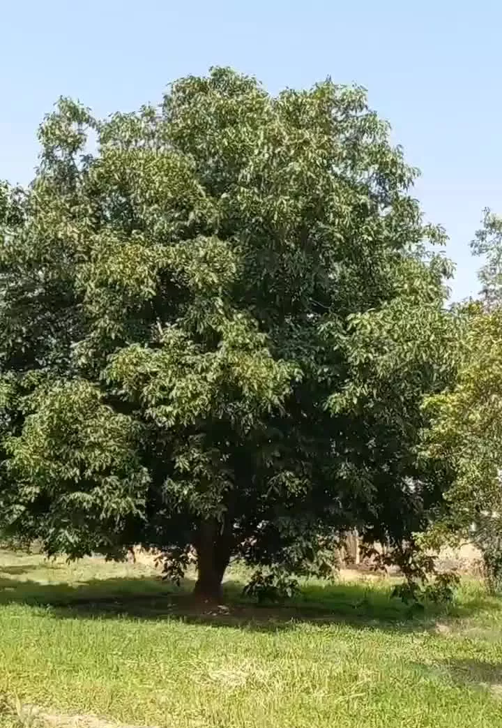اجاره زمین کشاورزی آماده کشت و درختان گردو و سیب