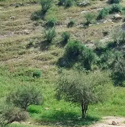 زمین مسکونی پشت دانشگاه آزاد