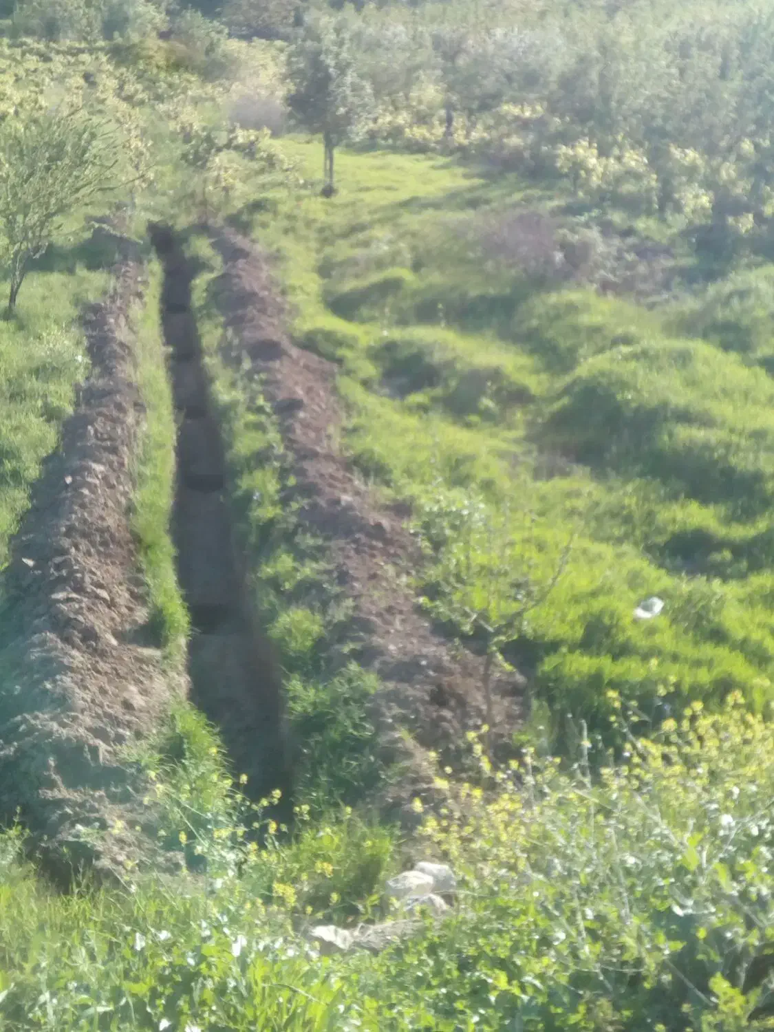 زمین آبی باغی