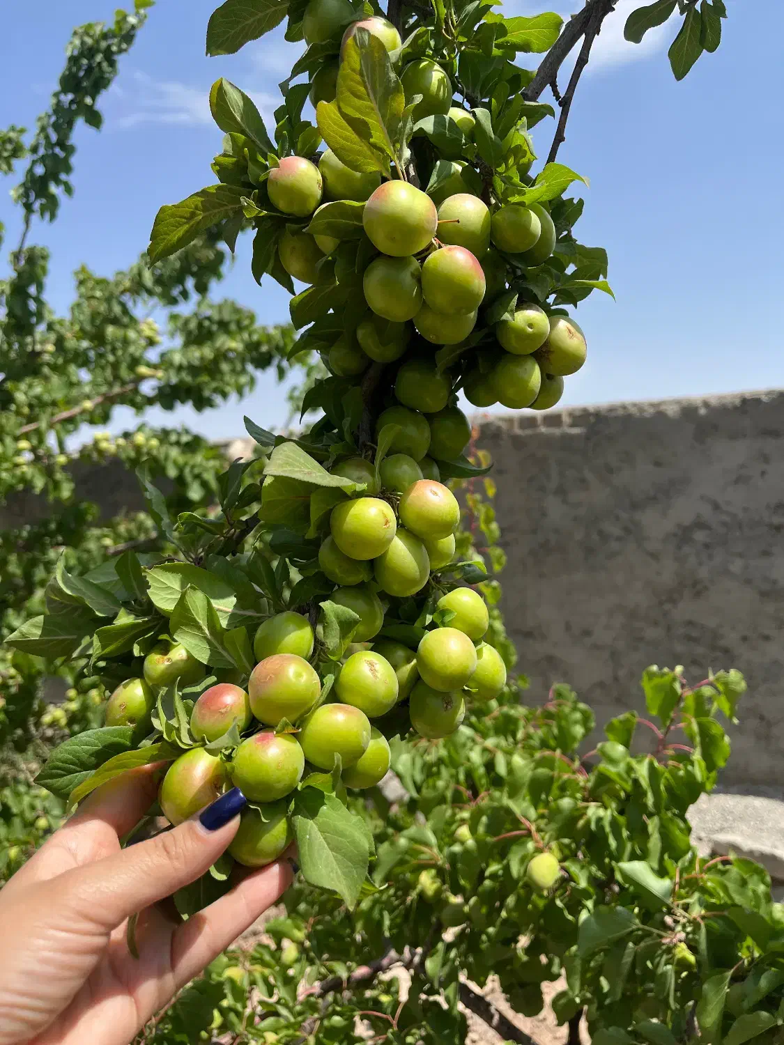 باغ ویلا