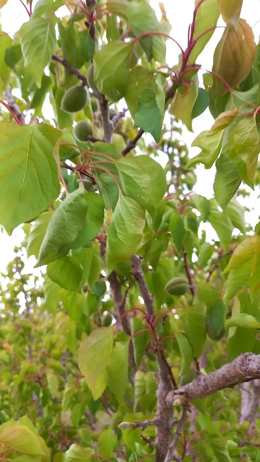 فروش خونه ویلایی